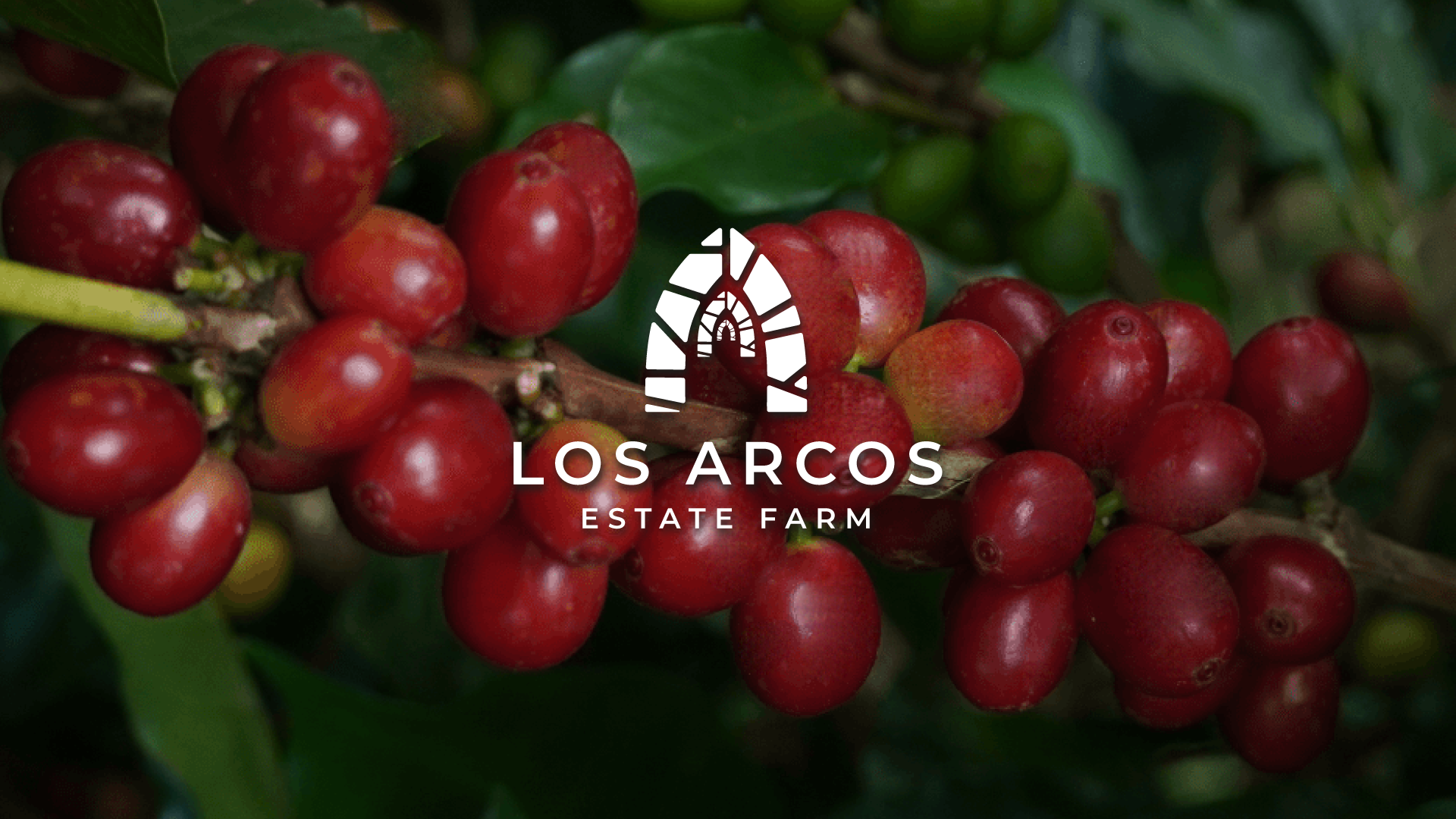 los-arcos-toco-madera